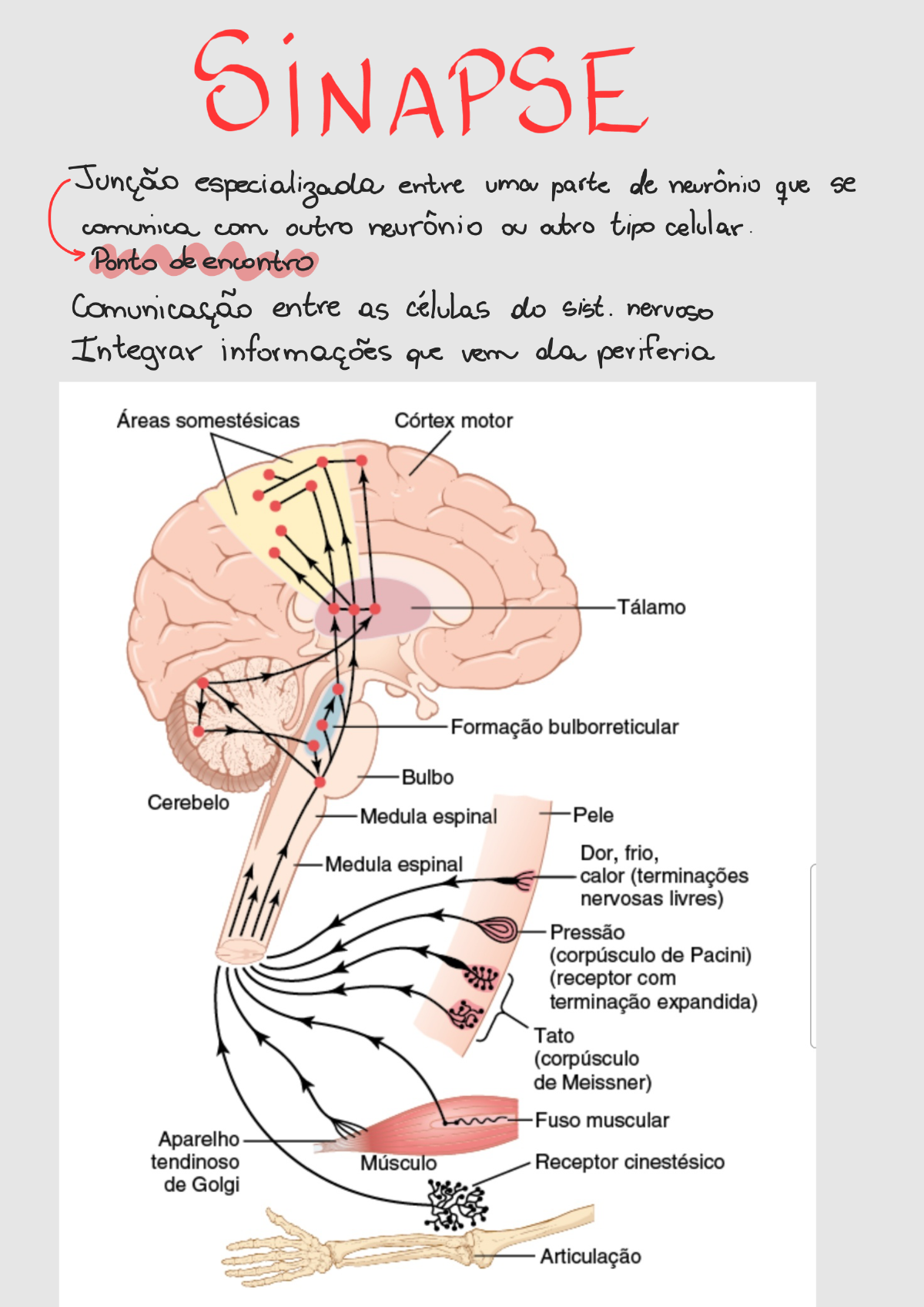 SINAPSES Fisiologia I