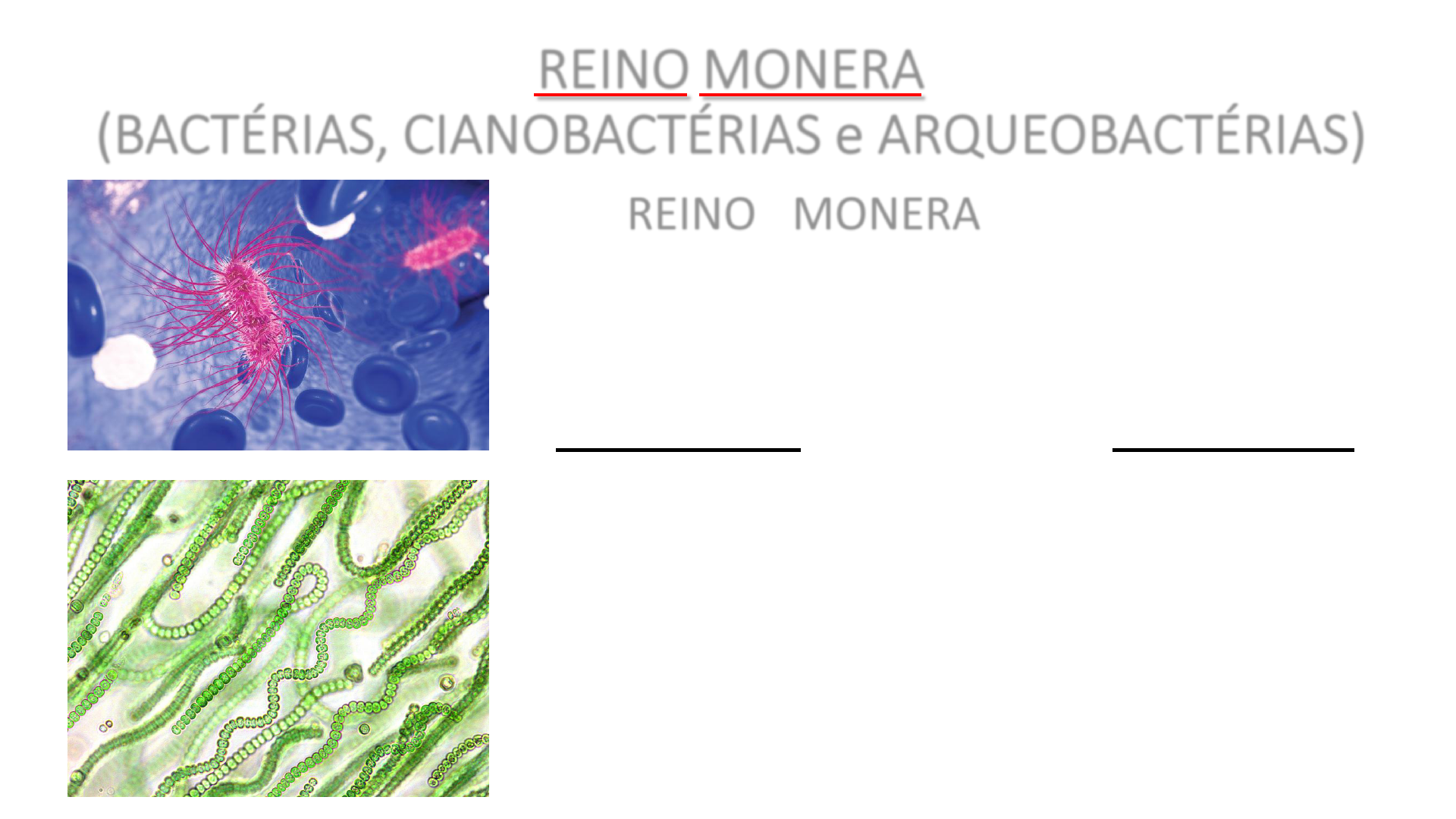 Free: REINO MONERA - Clear and Objective PDF Material for Quick Study |  Passei Direto