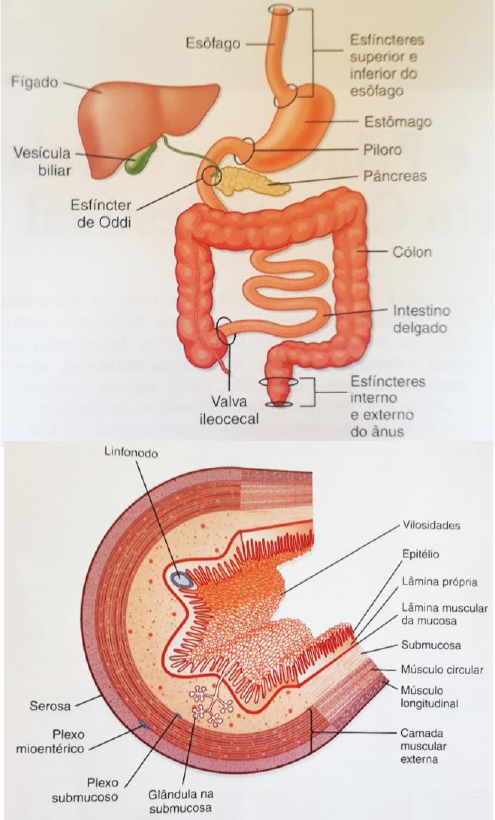 Camadas Do Trato Gastrointestinal