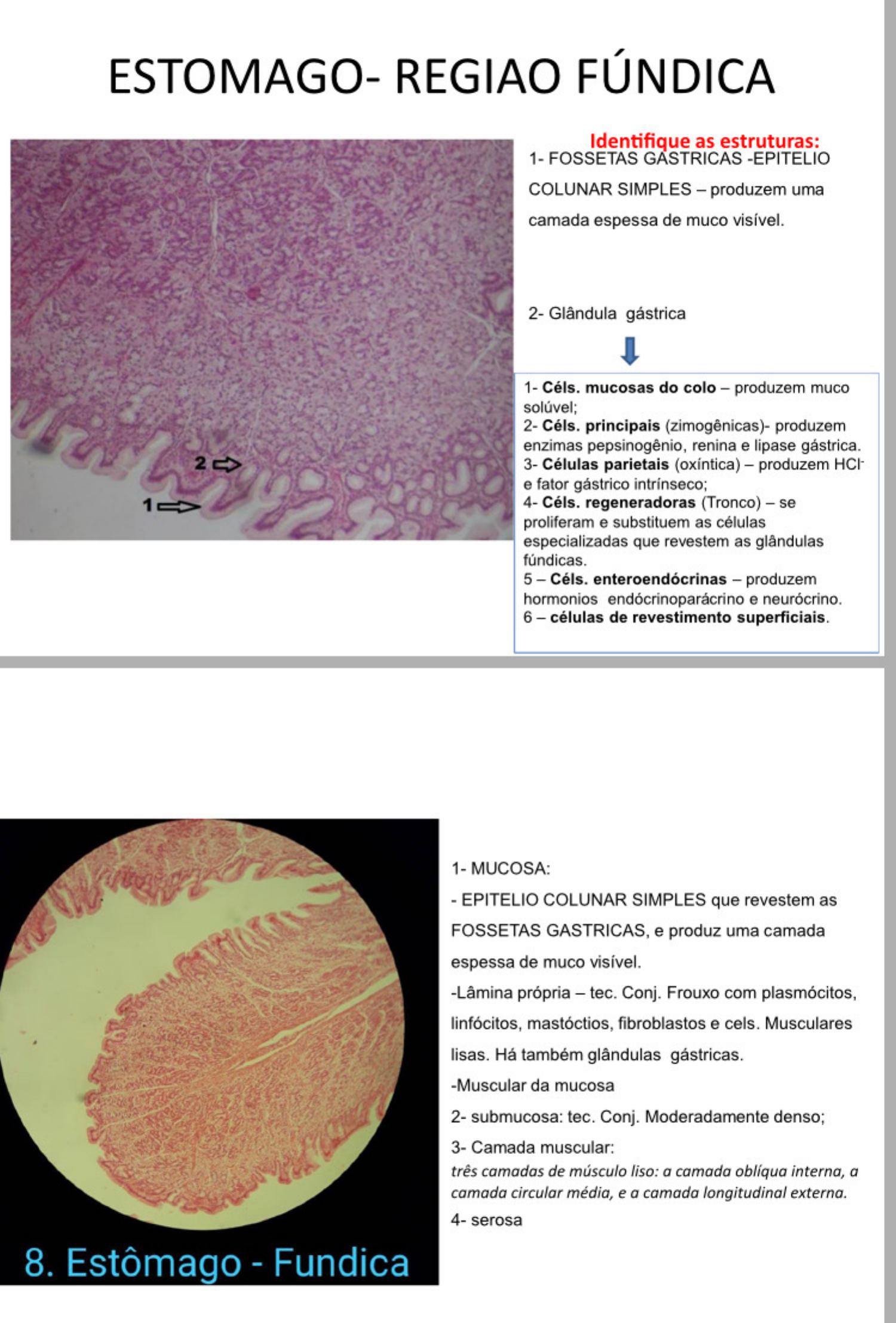 histologia do sistema digestório Histologia I