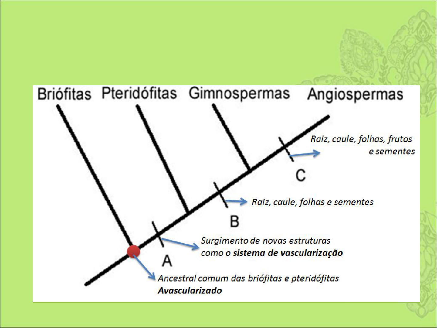 Vegetação Rasteira De Ciclo Vegetativo Curto Exemplo Musgos E Liquens