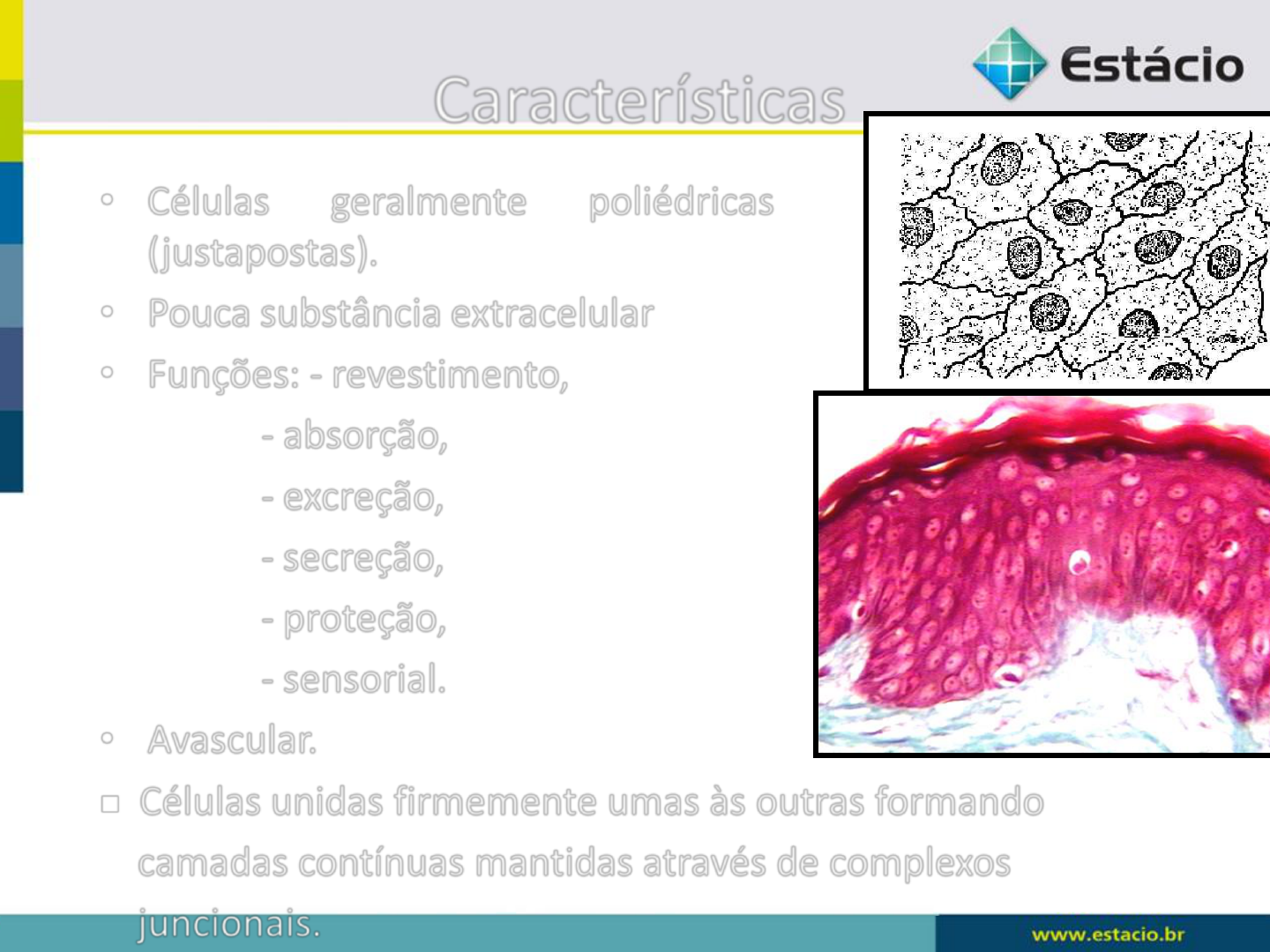 Tecido Epitelial 2019 Histologia E Embriologia 4736