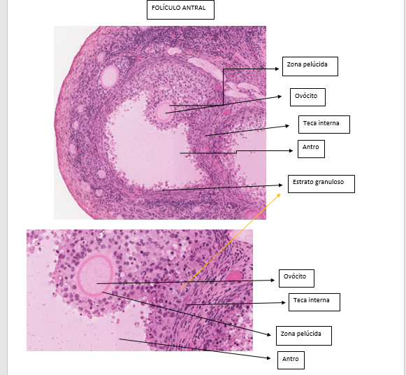 histología del folículo antral