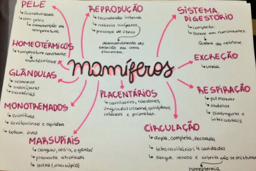 mapa mental sobre animais mamíferos - Ciências