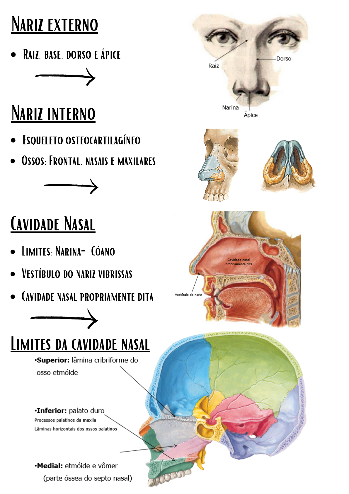 Partes Da Cavidade Nasal Adenoide – Dra. Simone Lemos
