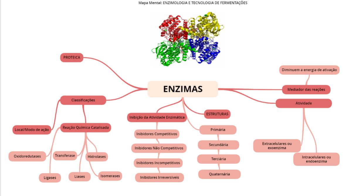 mapa mental - Enzimas