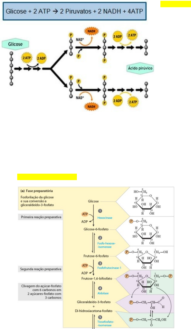Acidificação e Fermentação na Conservação de Alimentos | PDF | Fermentação  | Fermento, image size:743x1275