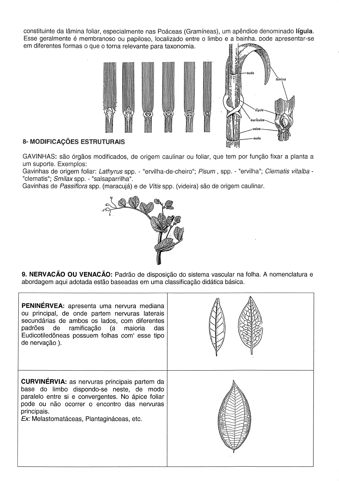 Morfologia Foliar: Classificação, Partes Da Folha (nomófilos), Nervação ...