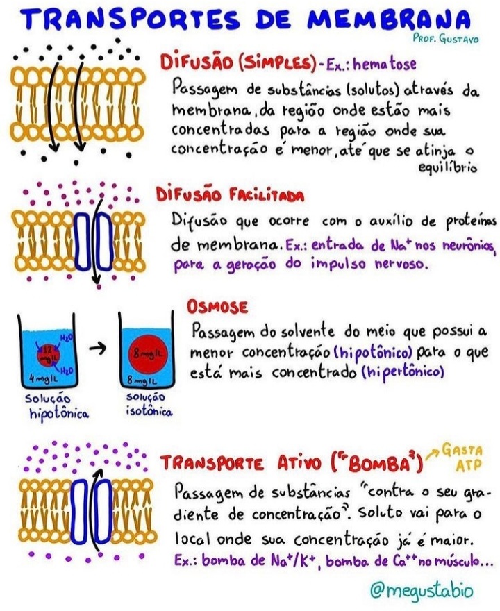 Resumo Sobre Transporte De Membrana Biologia