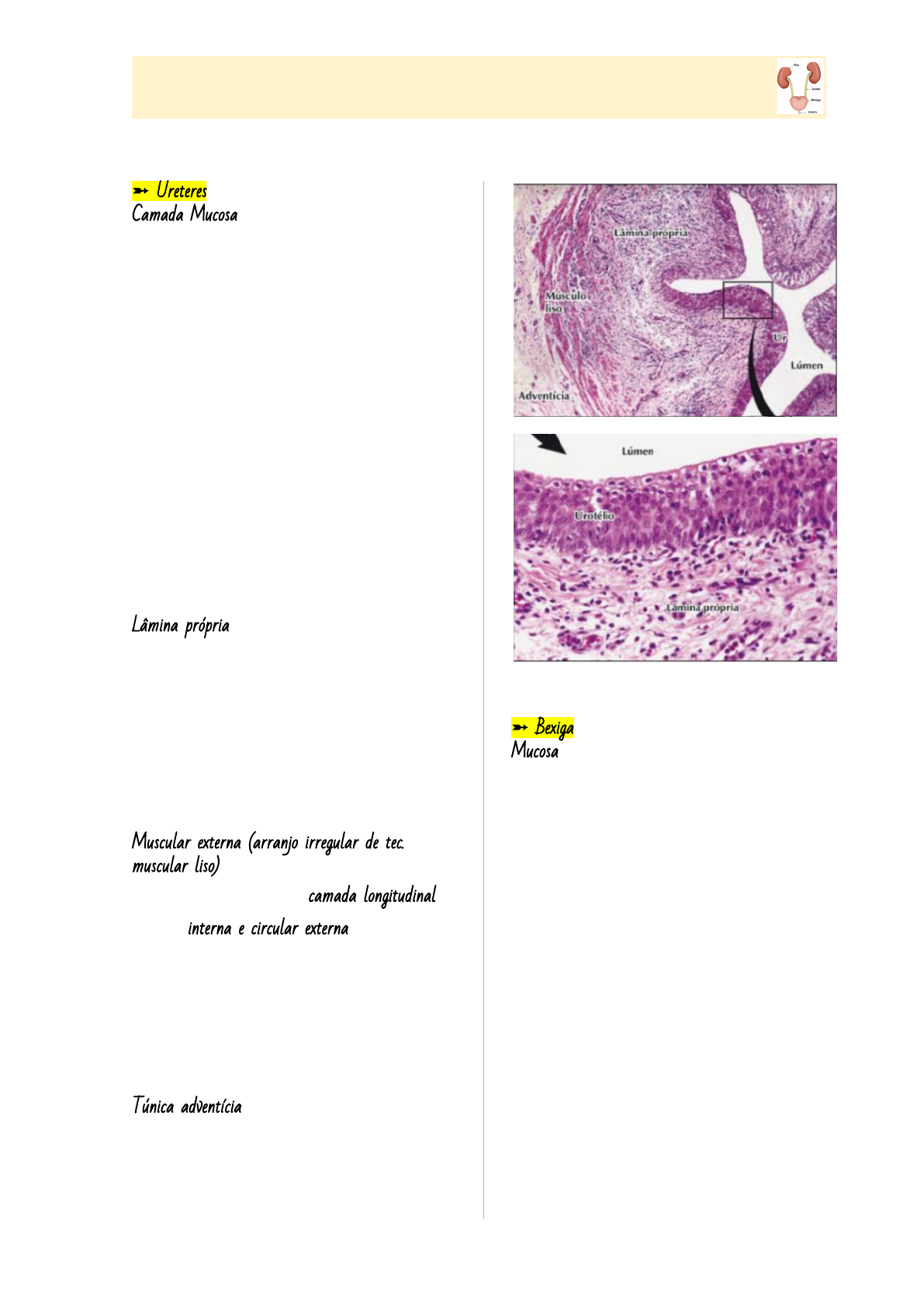 histología de la uretra esponjosa