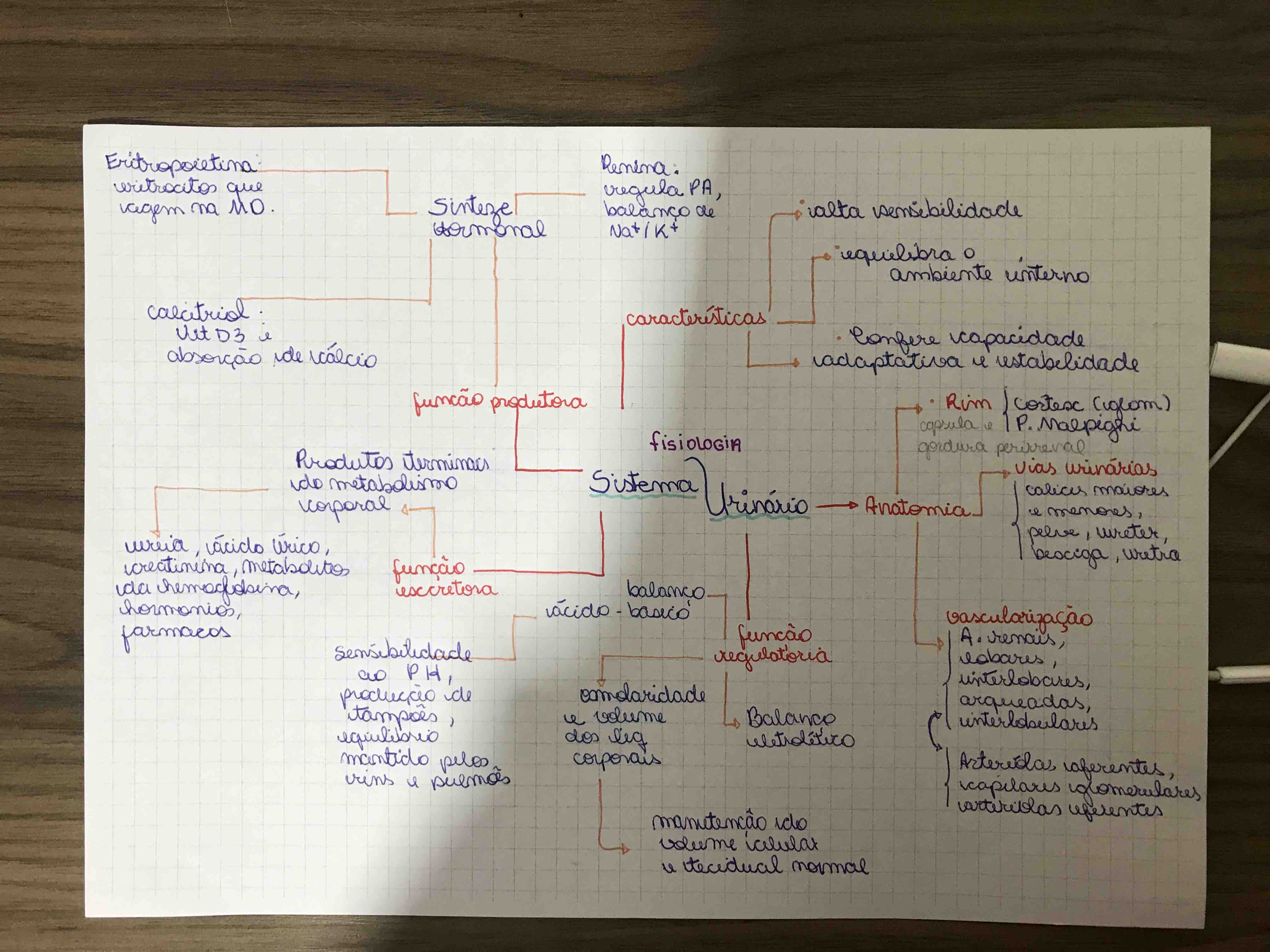 mapa mental fisiologia sistema urinario - Fisiologia I