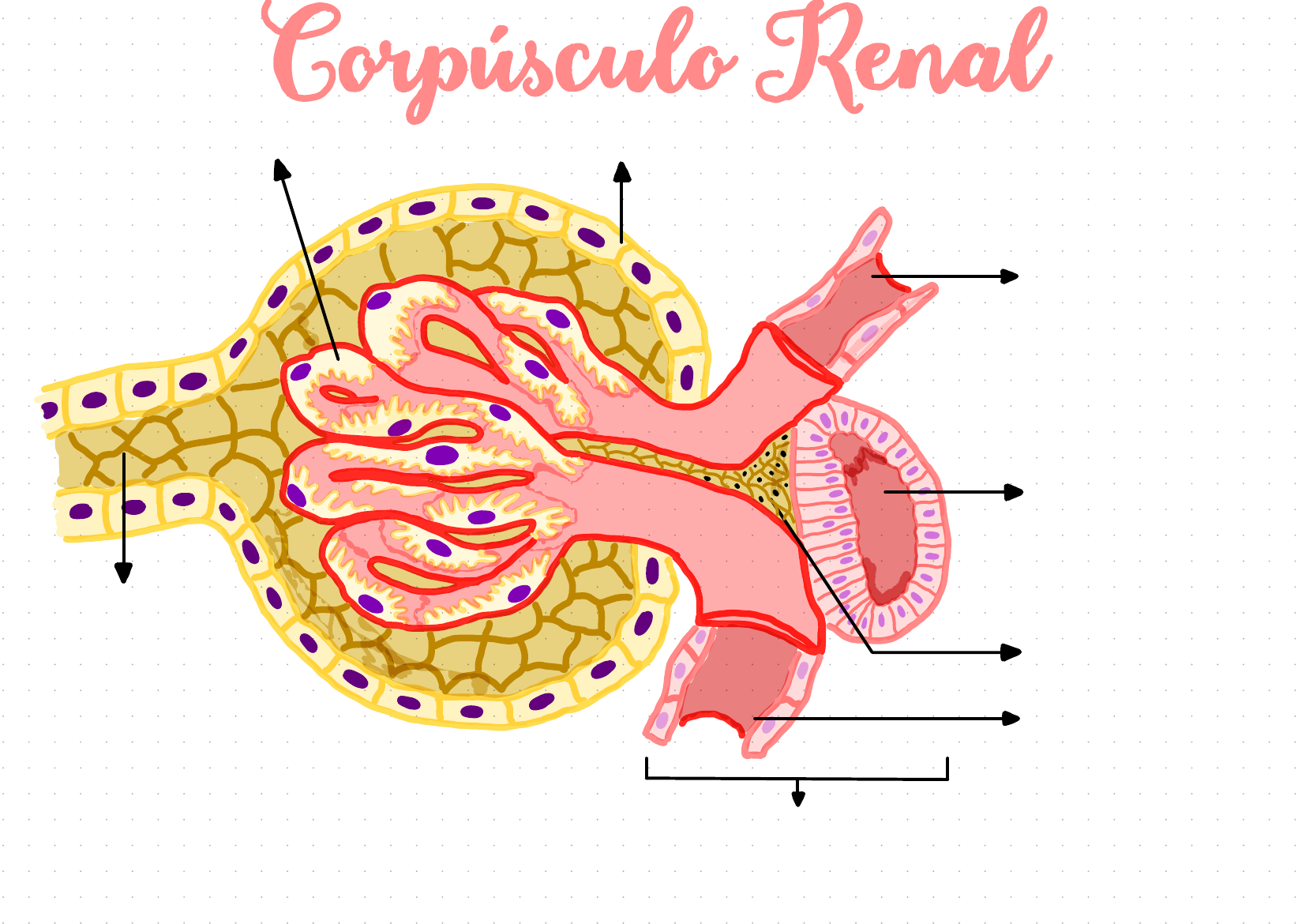 Corpúsculo Renal Anatomia Ii