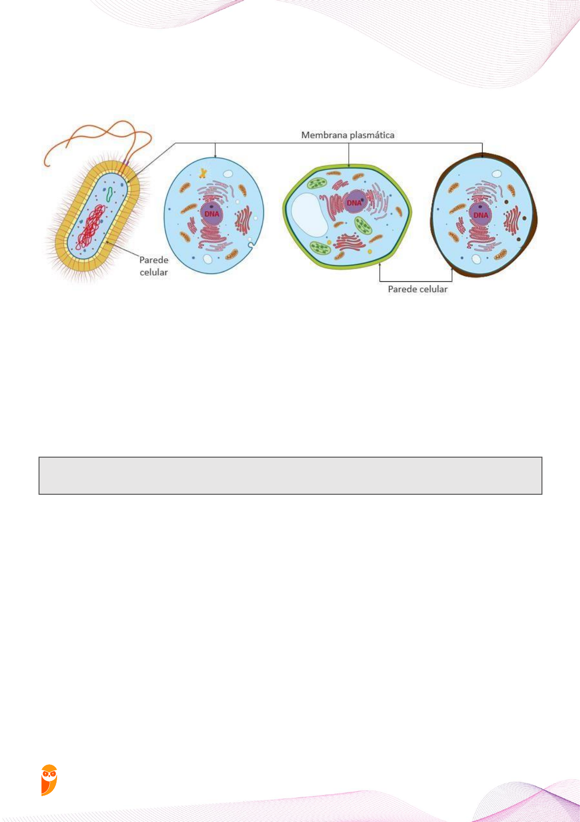Estrutura Das Células Animais Ilustração Stock - Ilustração de organela,  haploide: 267126591, image size:1189x1683