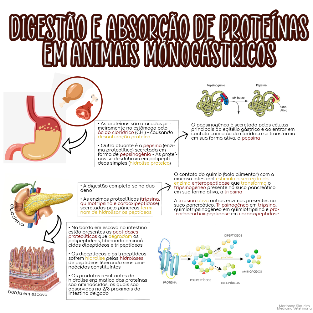 Digestão E Absorção De Proteinas Sololearn 1884