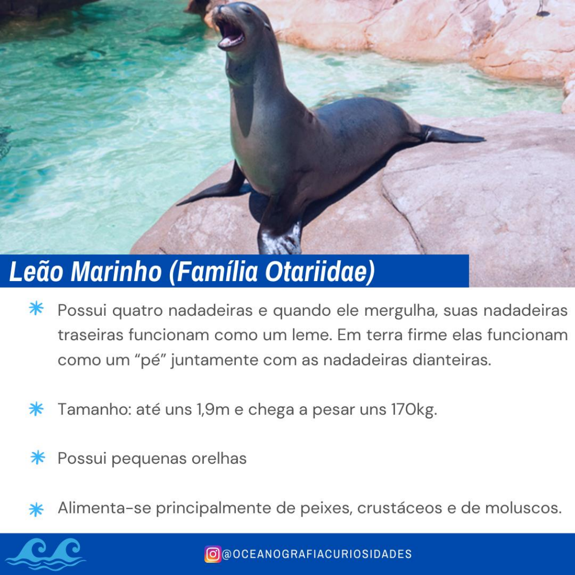 Diferença entre Foca, Leão Marinho, Elefante Marinho, Morsa e Lobo Marinho Biologia