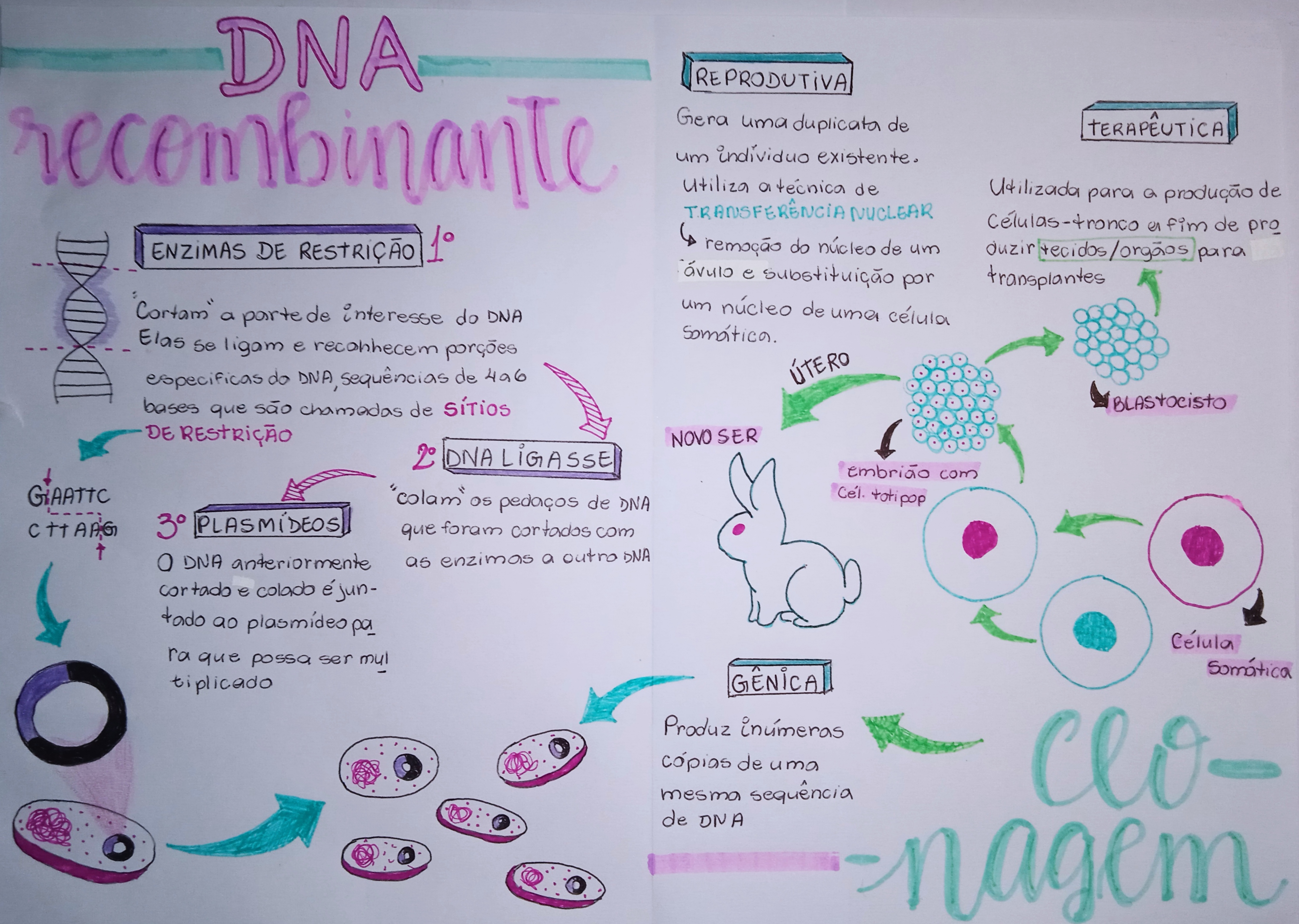 Mapa mental: DNA recombinante e clonagem - Biologia