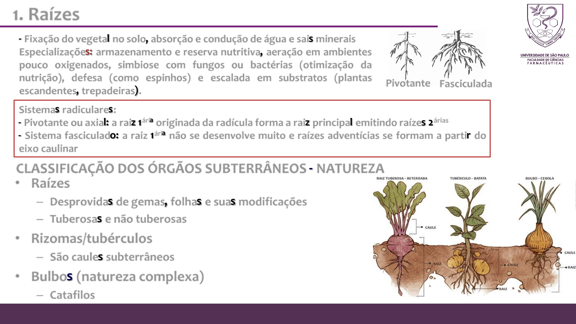 vegetais de caule subterrâneos