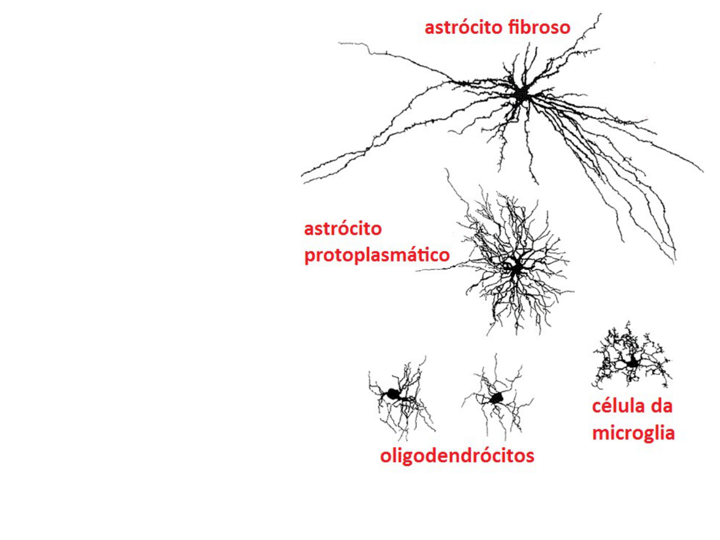 histología de oligodendrocitos