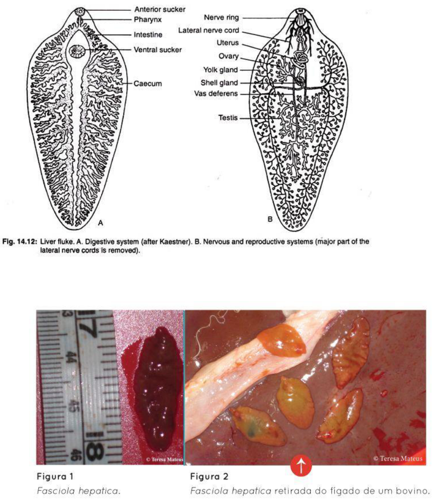 fasciola hepatica adulto