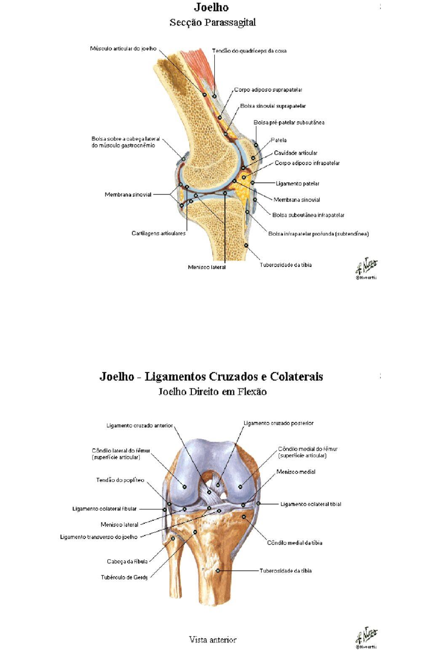 Ossos da cabeça, Anatomia papel e caneta