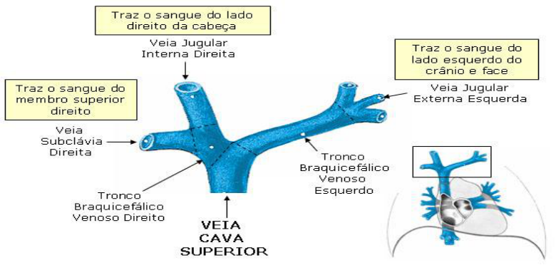 Anatomia Da Veia Cava Inferior P ncreas Anatomia Fun o 