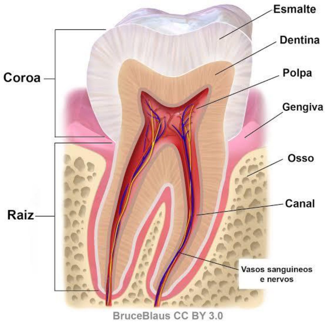 Dente Histologia Bucal