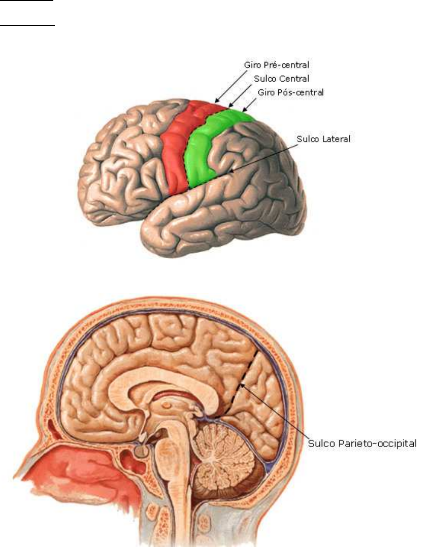 TELENCÉFALO - ANATOMIA - Anatomia I