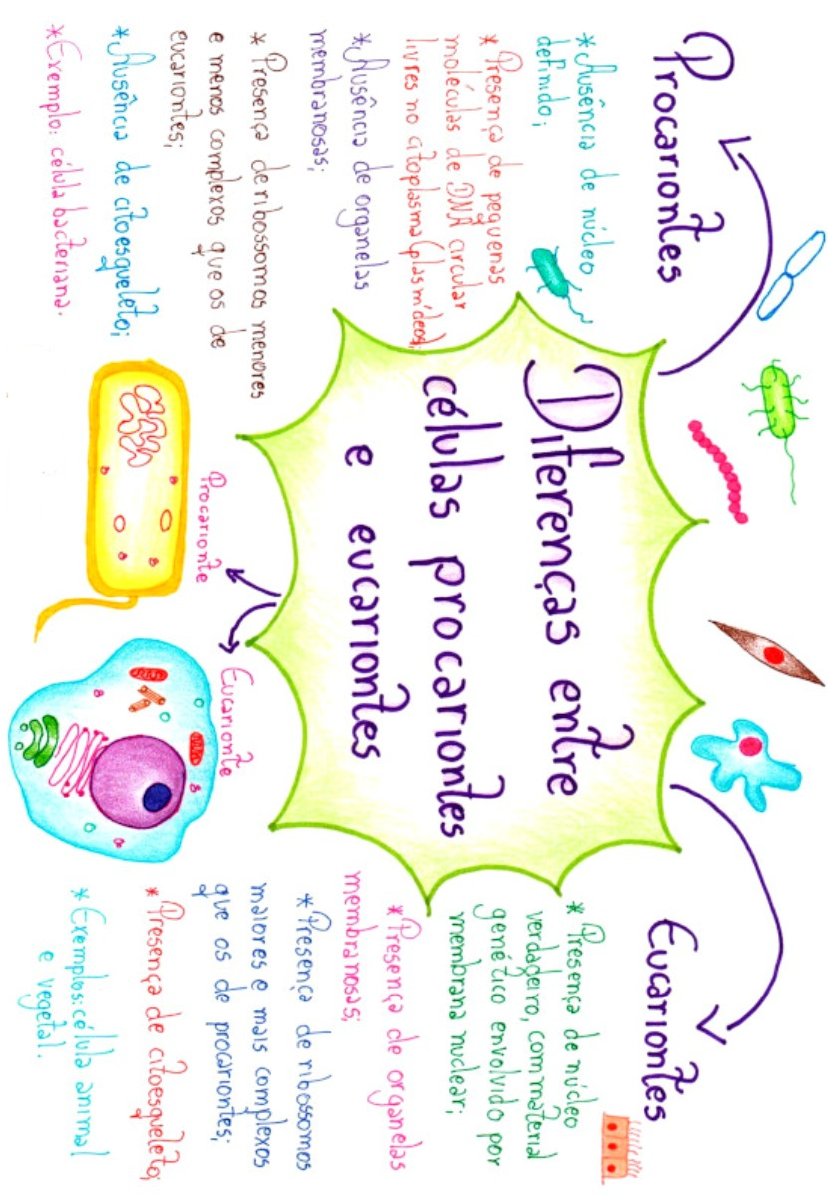 Mapa Mental Diferenças Celulas Procariontes E Eucariontes Histologia I