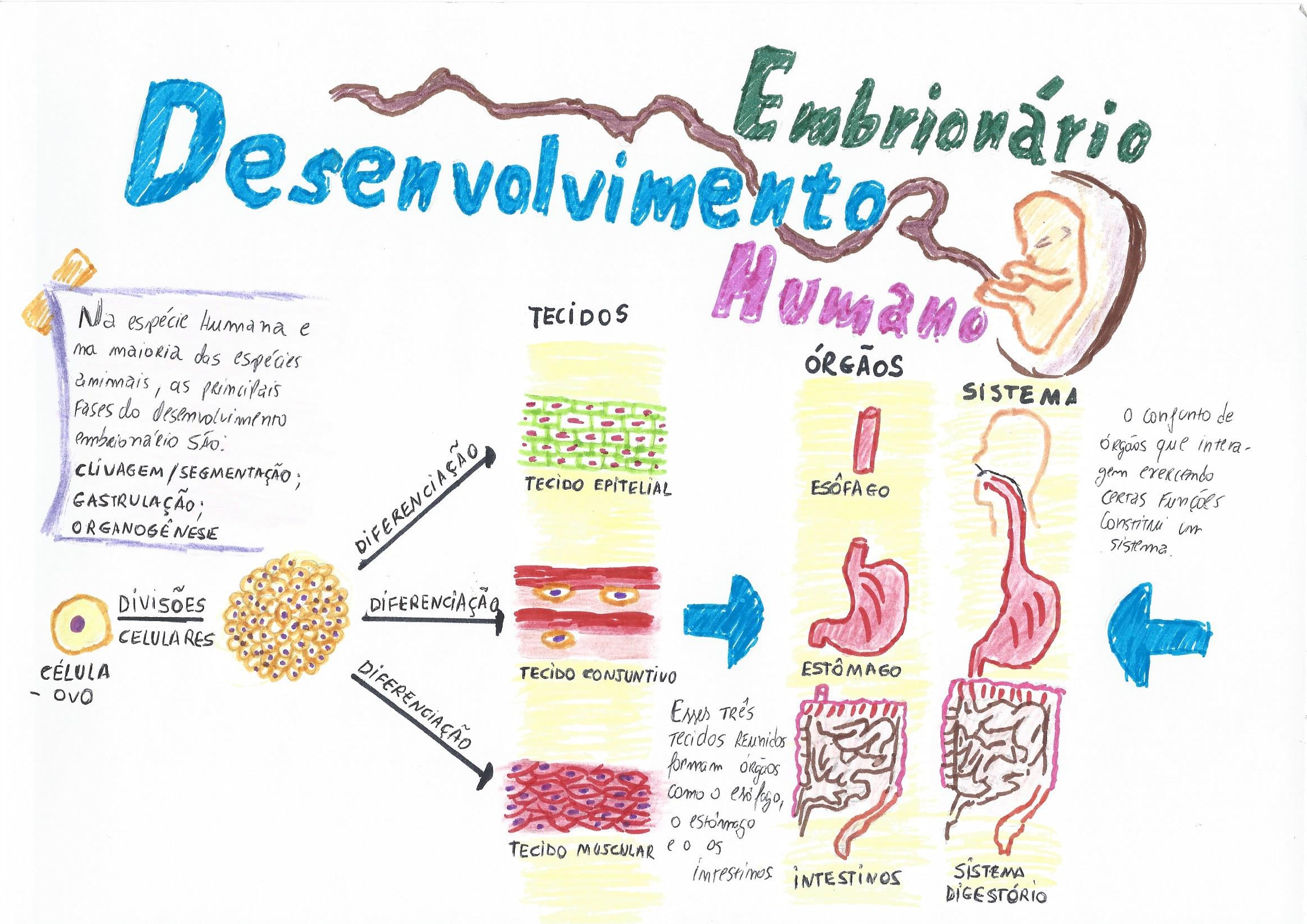 Desenvolvimento Embrionario Mapa Mental Learnbraz 