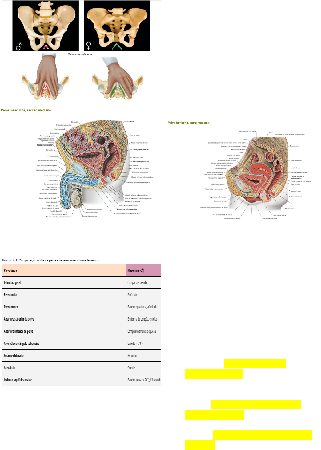 Cintura pelvica - Anatomia I