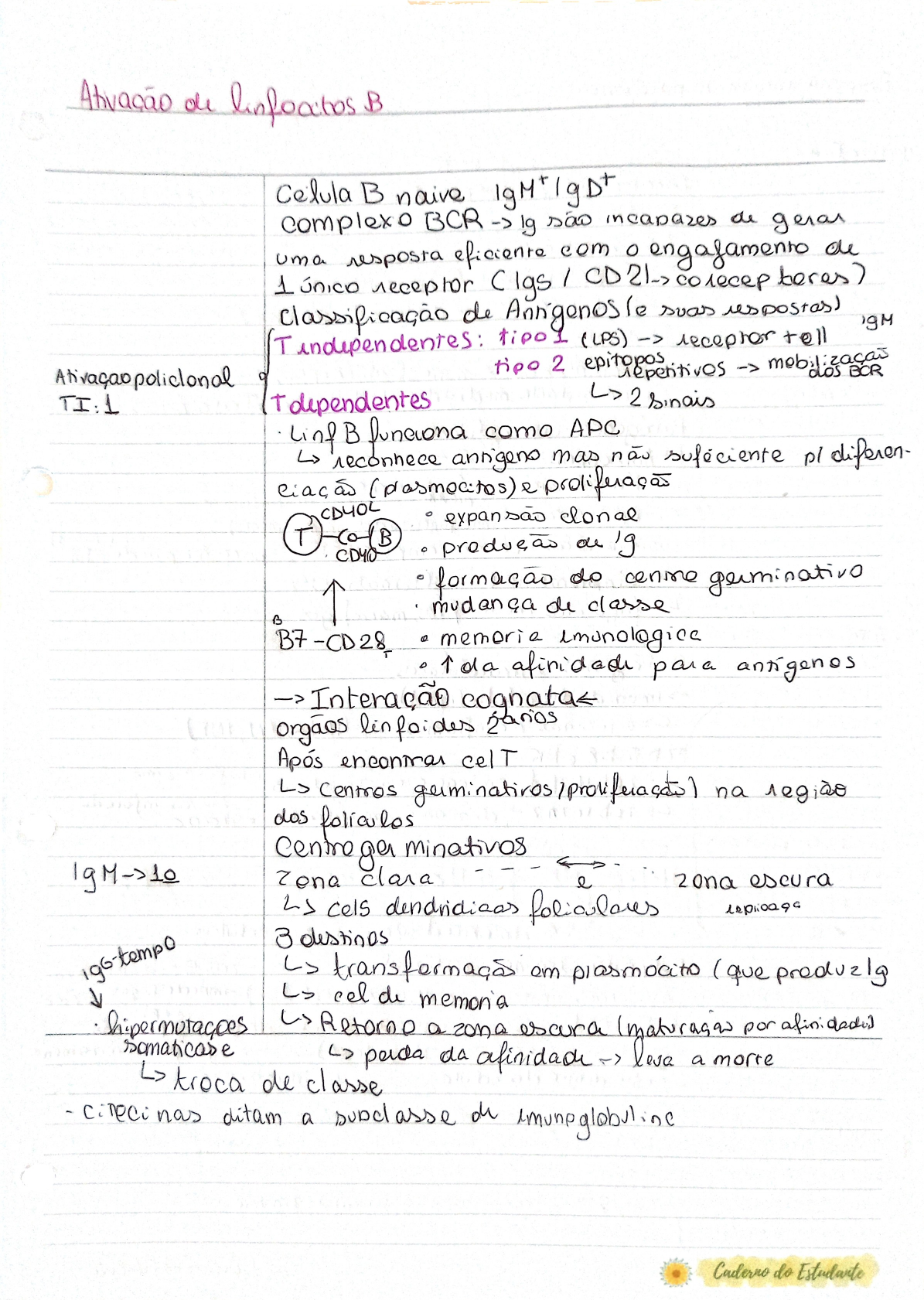 Ativação De Linfócitos B - Imunologia