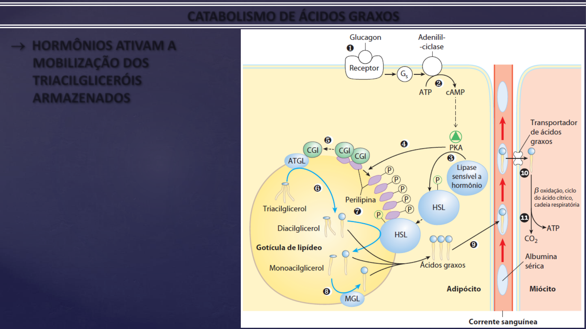 Aula 9 Bioquímica Enfermagem UFAC Catabolismo de Ácidos Graxos ...