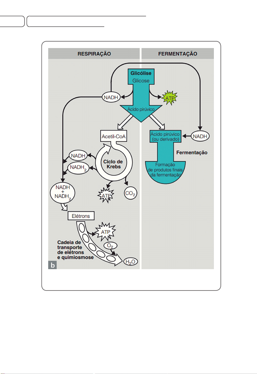 Grátis: 2078-05-205-Metabolismo-e-crescimento-Microbiano - Material Claro e  Objetivo em PDF para Estudo Rápido, image size:880x1277
