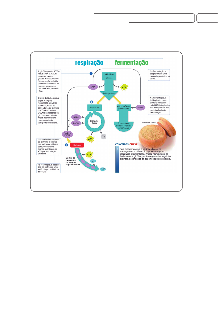 Grátis: 2078-05-205-Metabolismo-e-crescimento-Microbiano - Material Claro e  Objetivo em PDF para Estudo Rápido, image size:880x1277