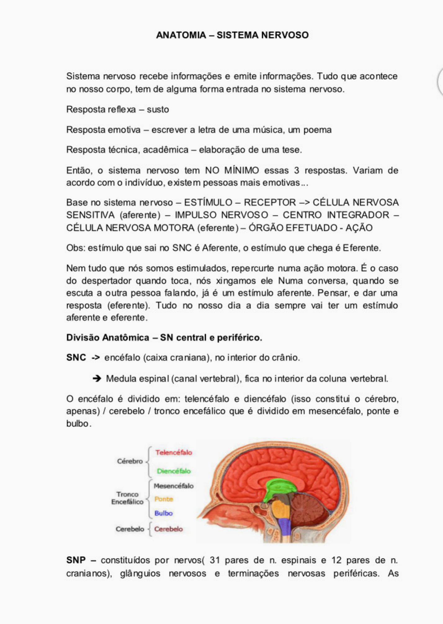 Anatomia Do Sistema Nervoso Neuroanatomia