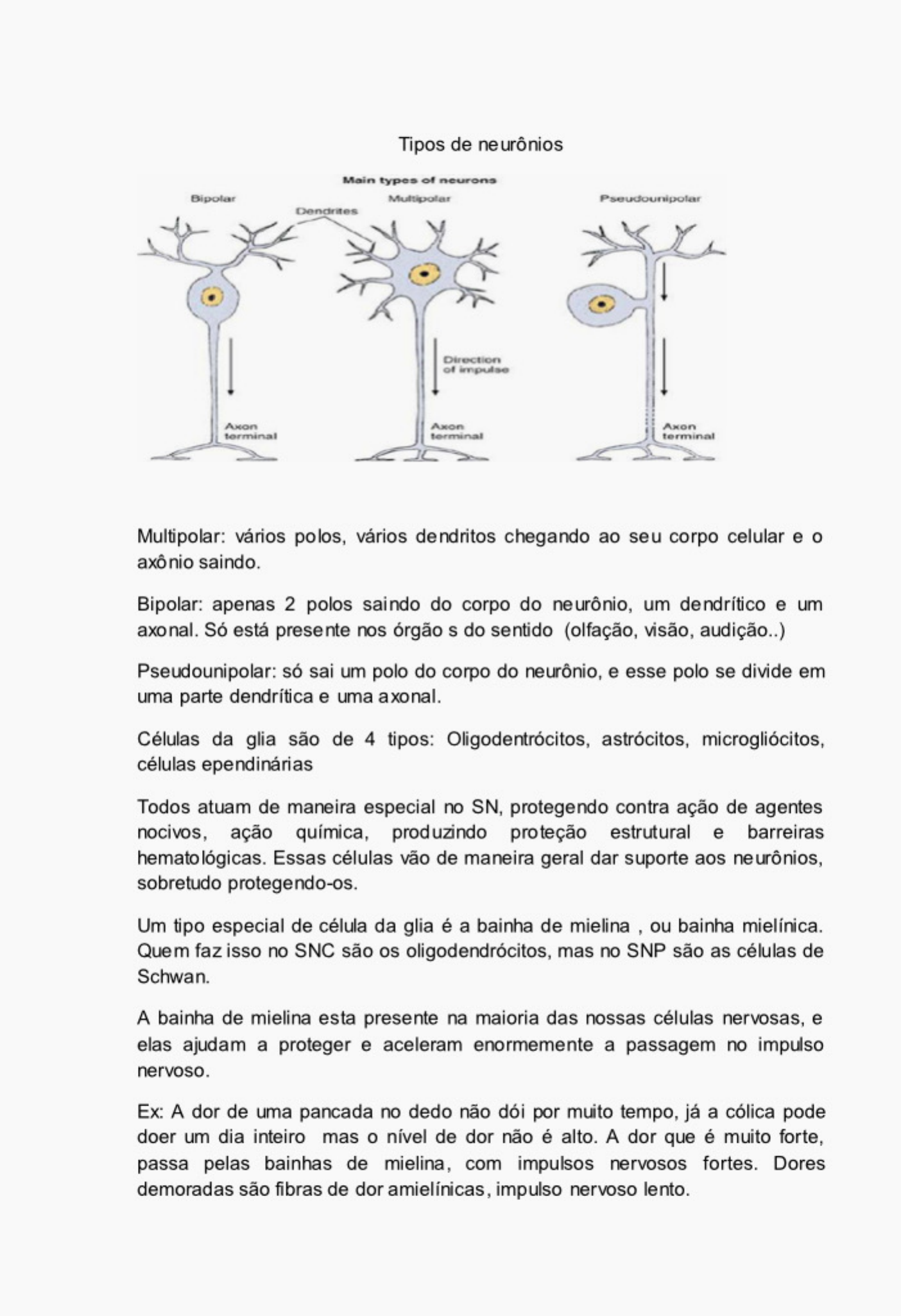 Anatomia Do Sistema Nervoso Neuroanatomia