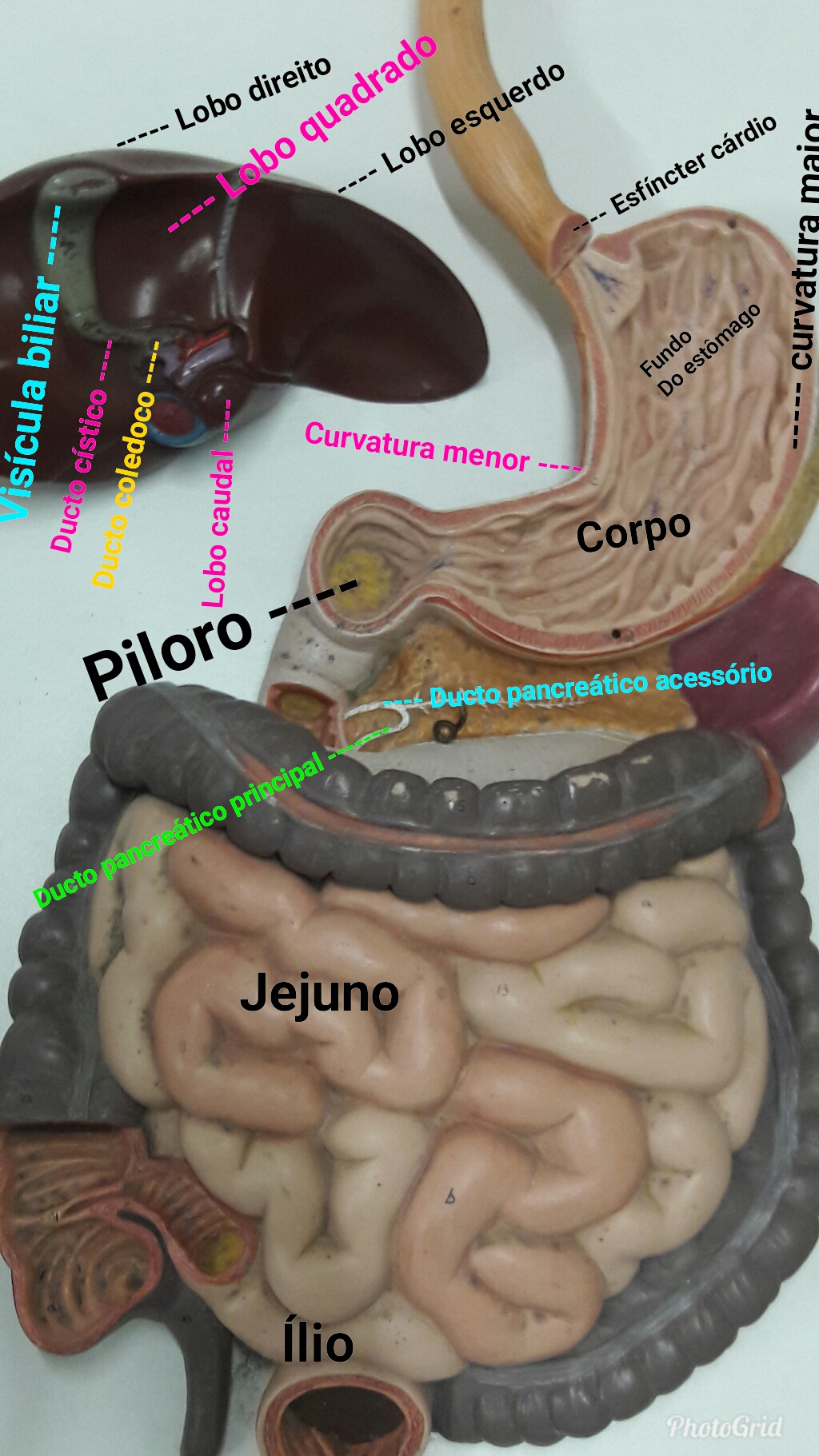 Sistema Digestorio - Anatomia Sistêmica