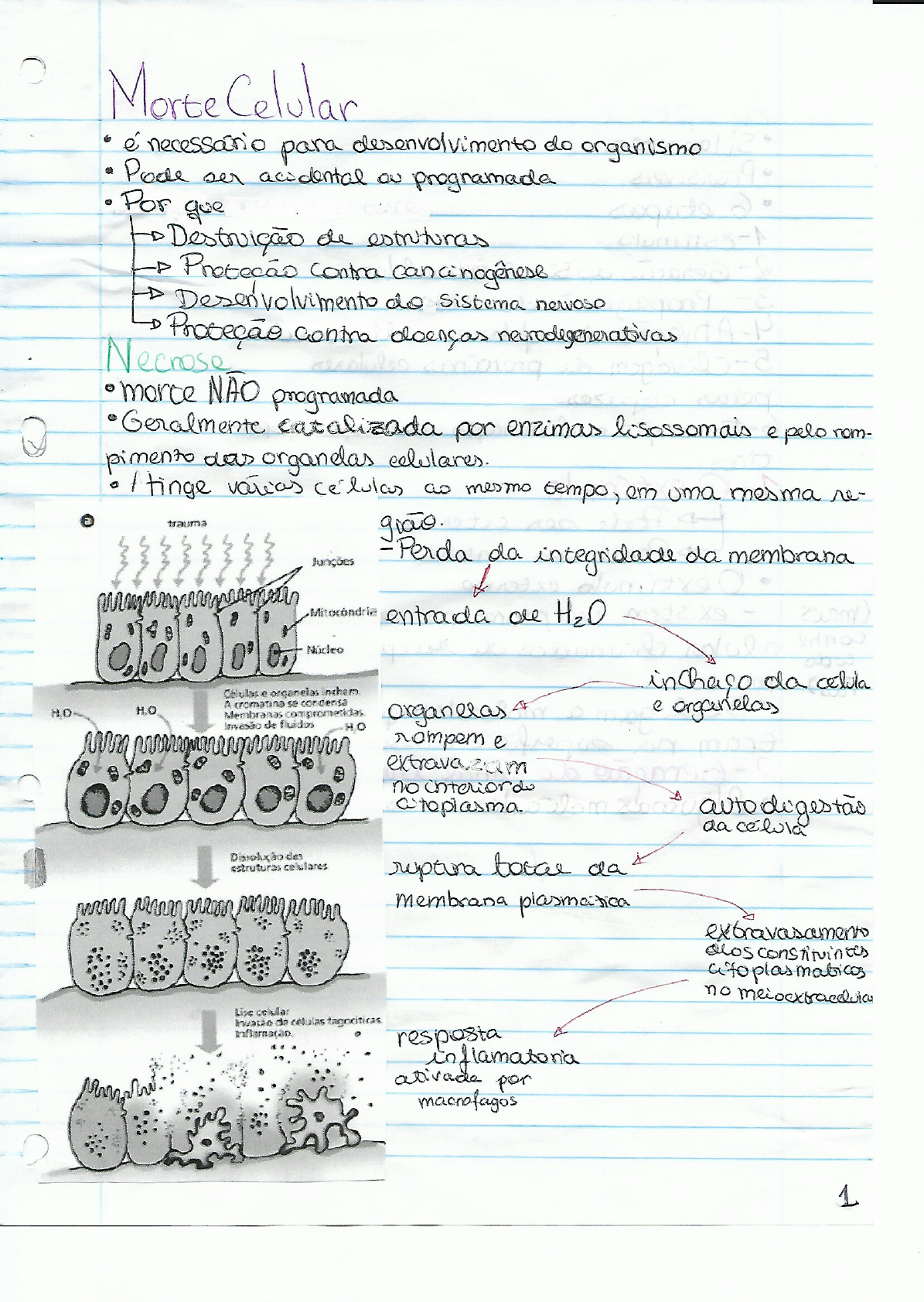 Morte Celular - Biologia Celular