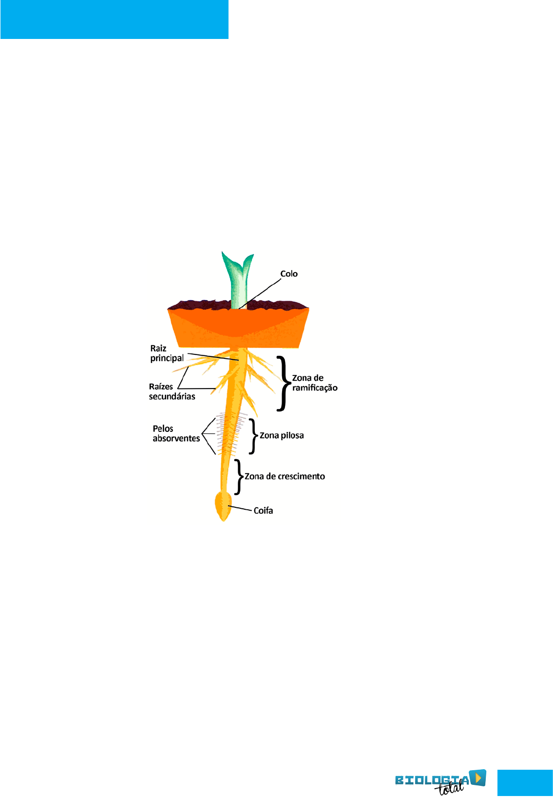 vegetais de caule subterrâneos