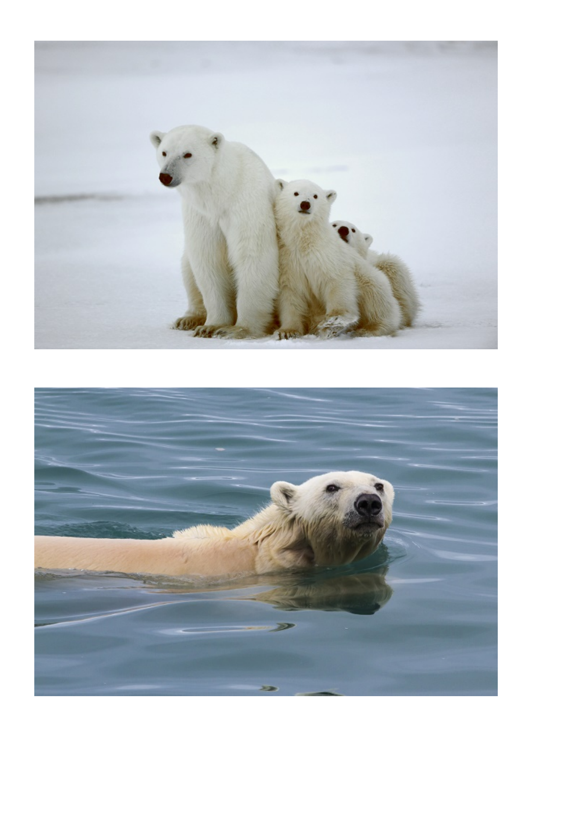 Polar Bear, 10 Year Challenge