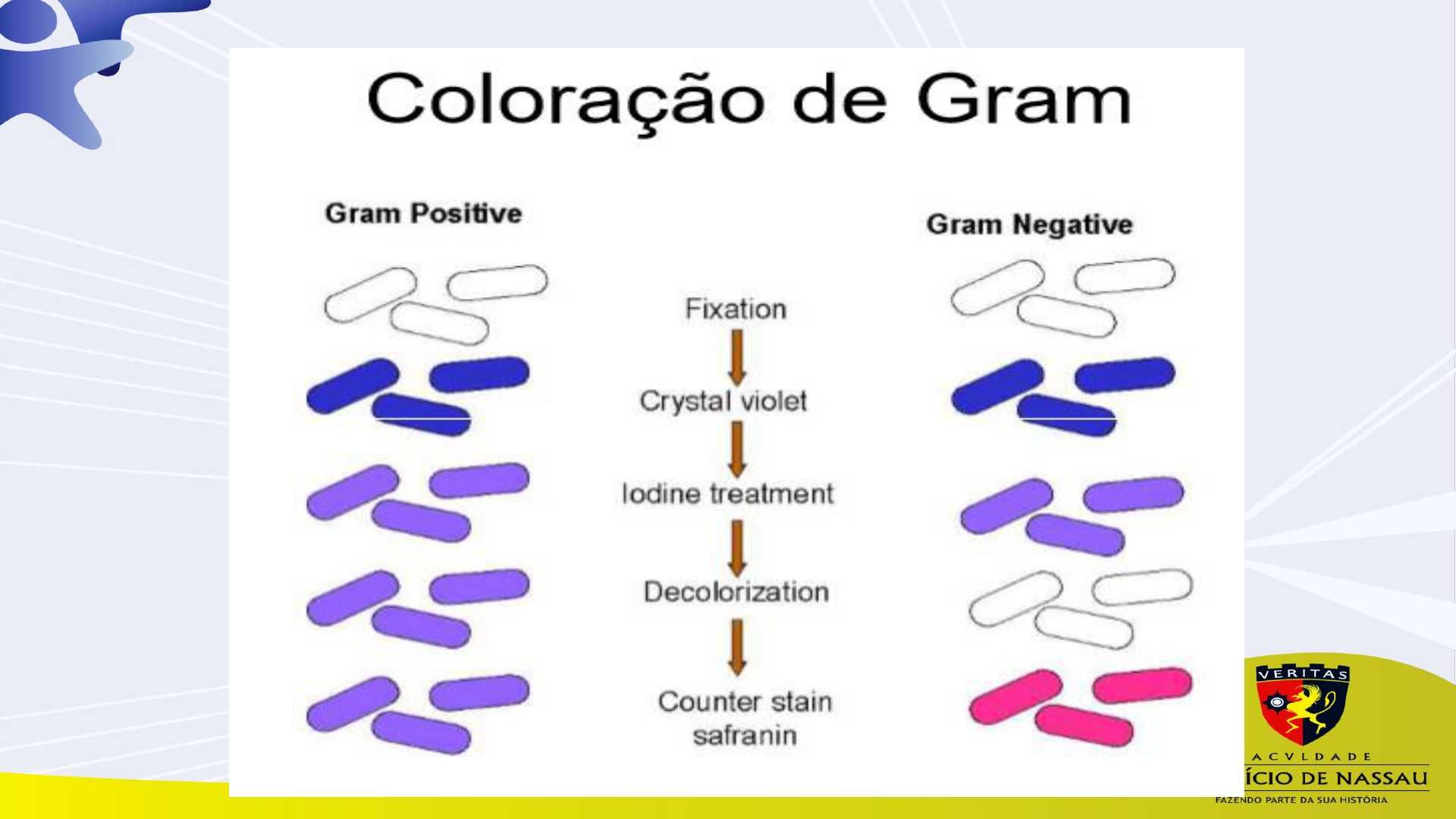 Coloracao De Klebsiella Gram Célula Bacteriana No Teste Da