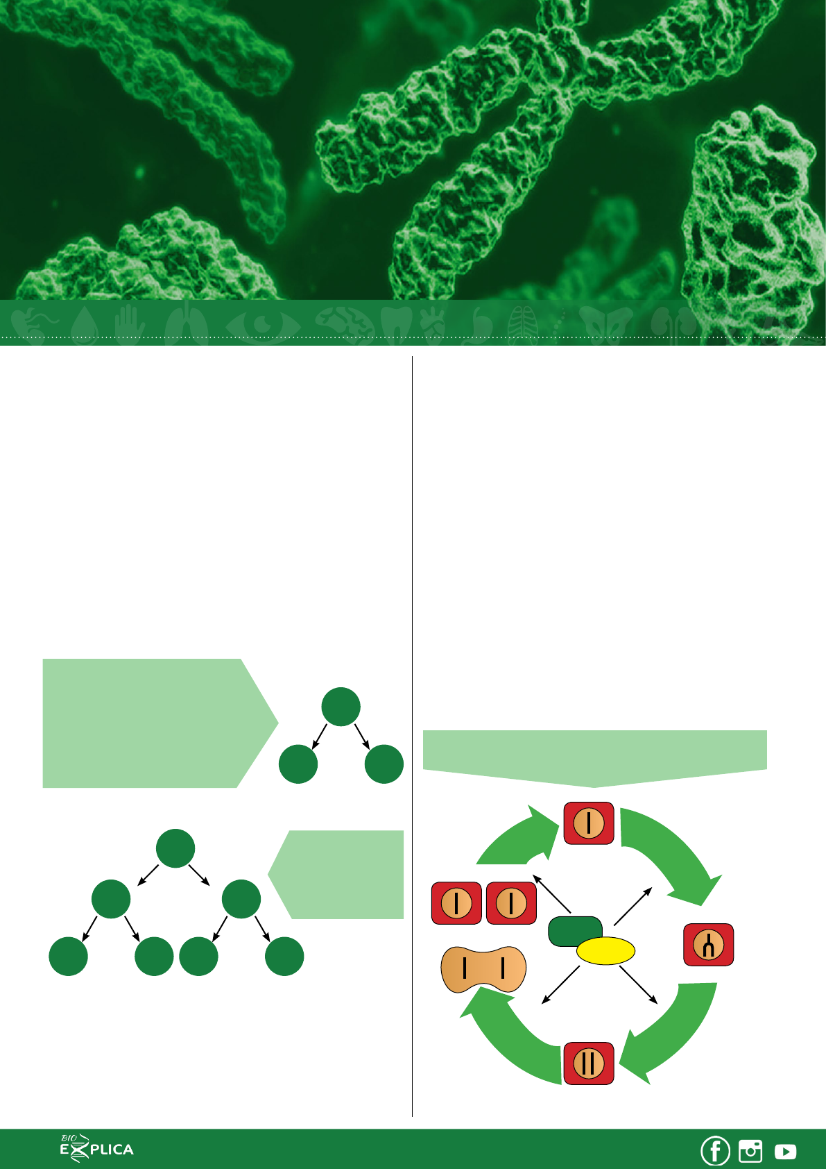 Bioexplica - Kennedy Ramos - Antes da célula começar a divisão celular  (mitose), ela passa por um período de crescimento, chamado interfase. A  interfase pode ser dividia em: Período G1: maior crescimento