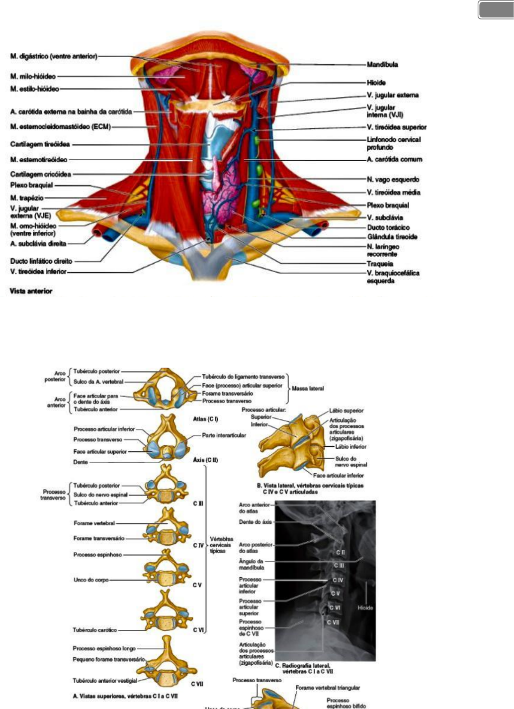 Grátis: ANATOMIA DO PESCOÇO - Material Claro e Objetivo em PDF para Estudo  Rápido, image size:1034x1425