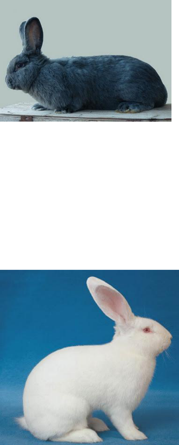 Grátis: Criação de Coelhos - Material Claro e Objetivo em PDF para Estudo  Rápido, image size:571x1420