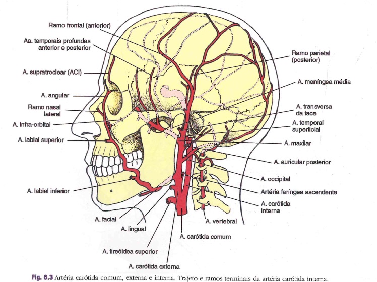 carotida - Anatomia de Cabeça e Pescoço