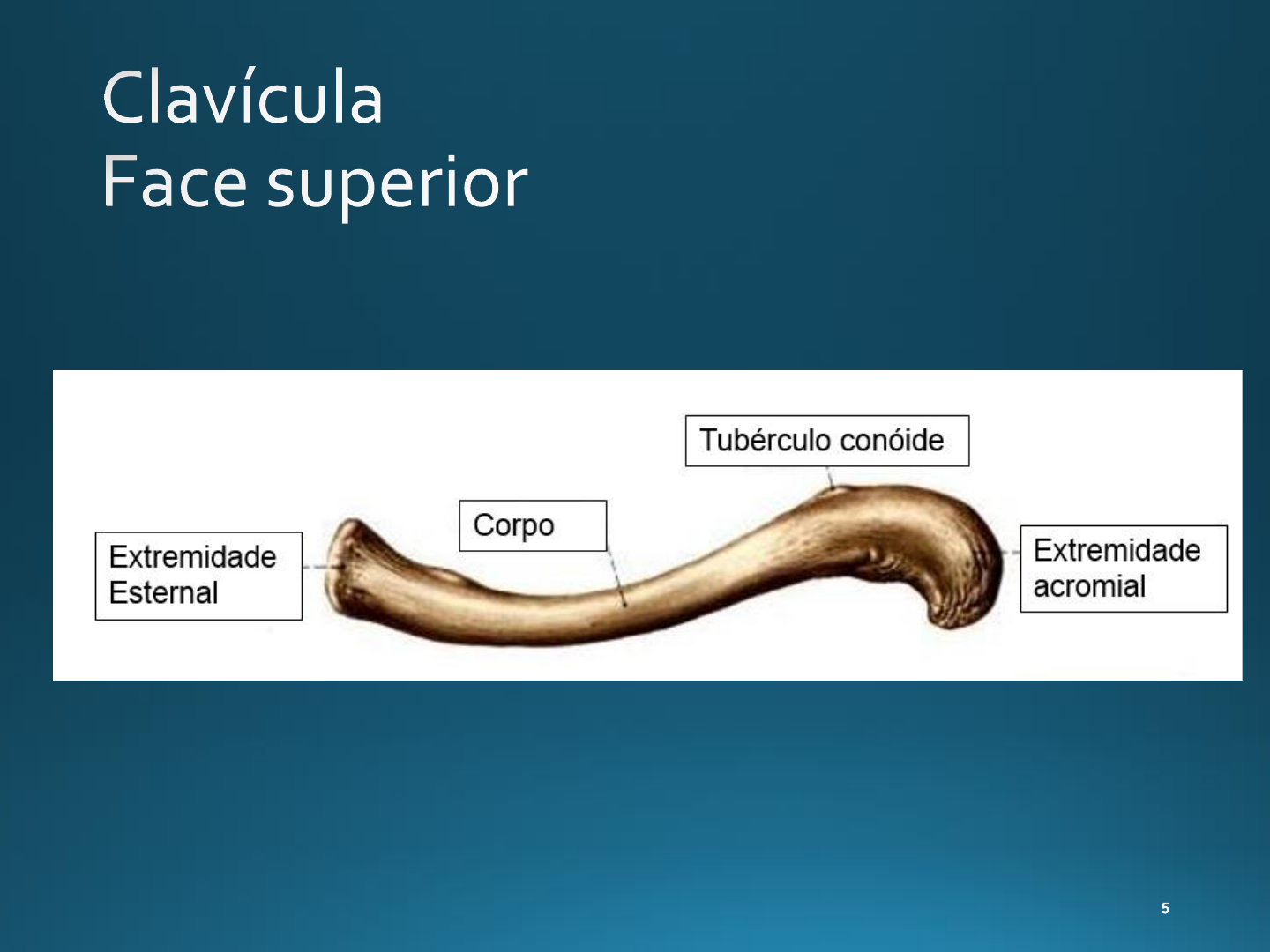 Osteologia Cintura Escapular E Membro Superior Aparelho