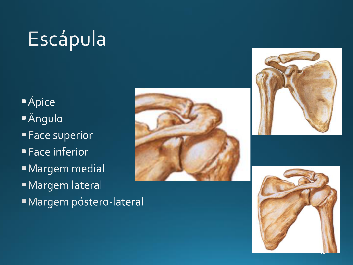 Osteologia Cintura Escapular E Membro Superior Aparelho