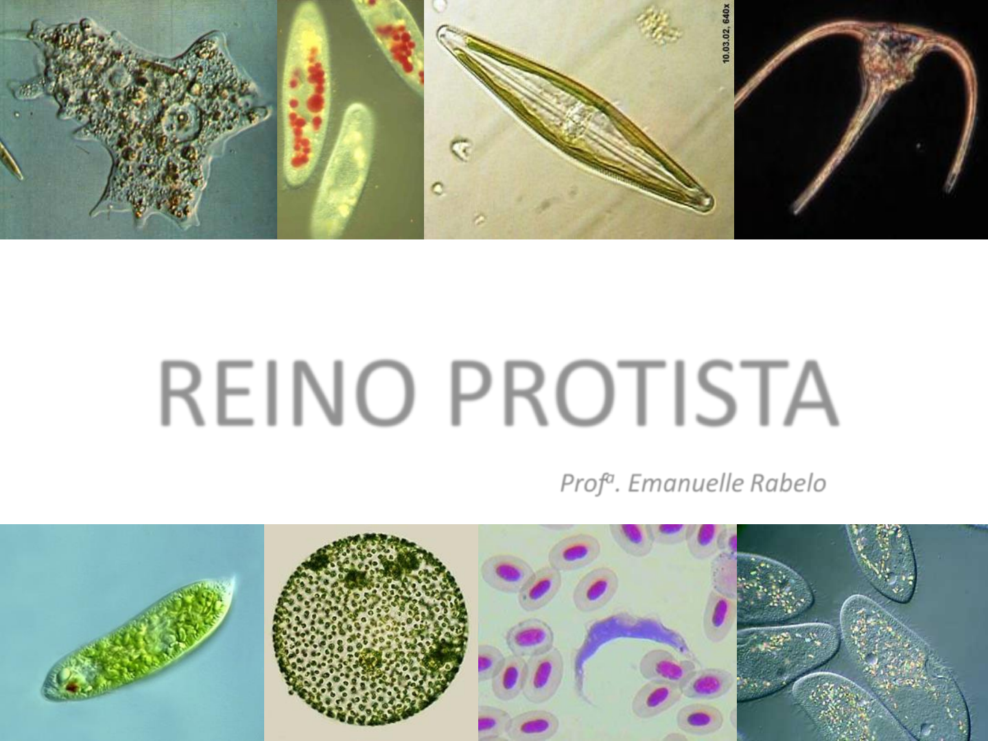 reino protista euglena