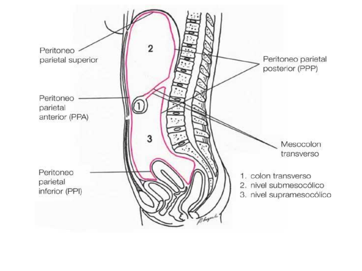 peritoneo visceral vs peritoneo parietal