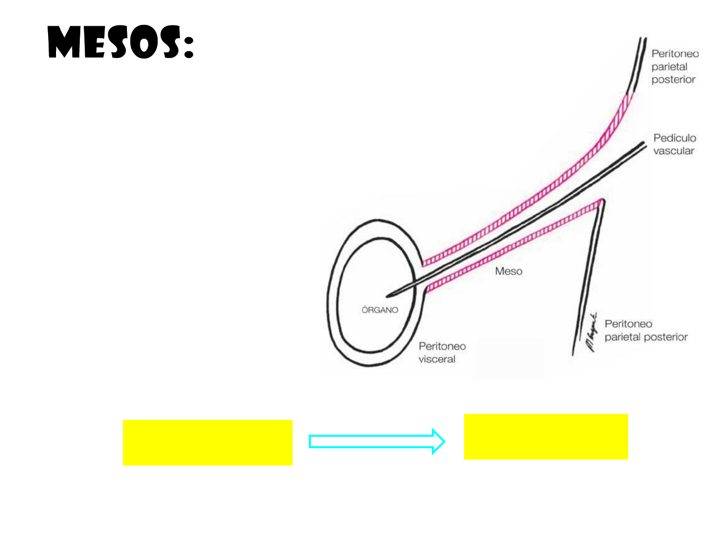 peritoneo visceral vs peritoneo parietal